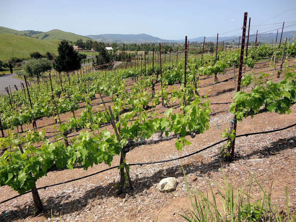 Sonoma Valley, USA