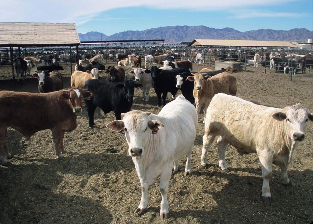 Tehén farm az USA-ban Tehén farm az USA-ban