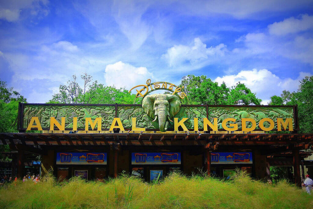 Animal Kingdom Animal Kingdom